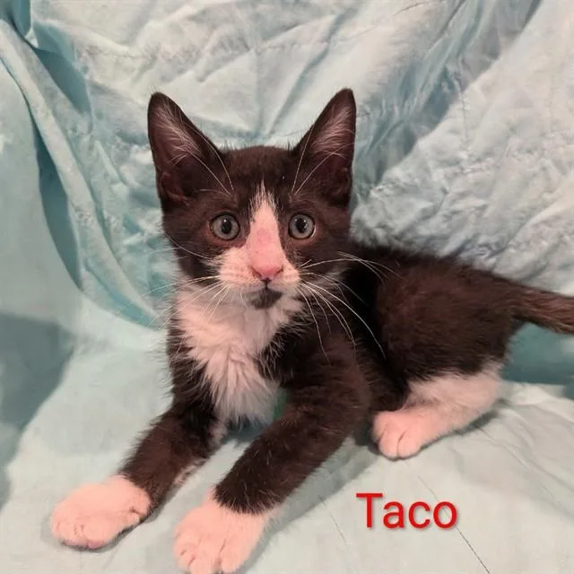 A baby small-sized male Domestic Short Hair cat named Taco for adoption in Auburn, CA