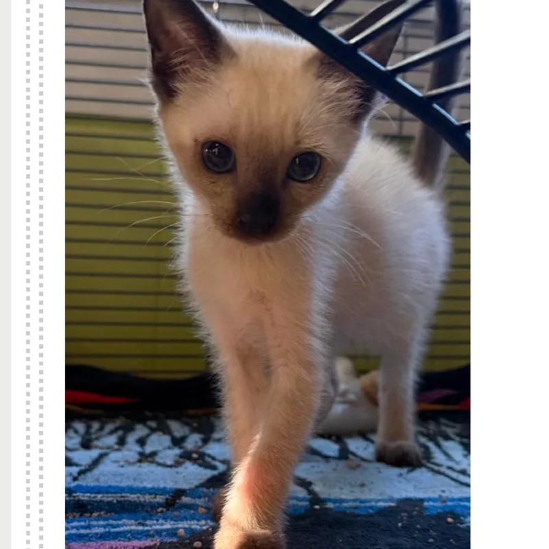 A baby small-sized male Domestic Short Hair cat named Electric Mayhem for adoption in Austin, TX