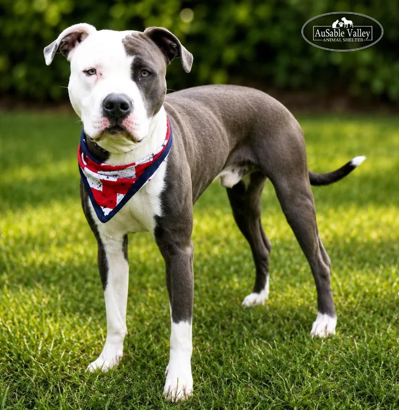 An adult large-sized male Gray / Blue / Silver Mixed Breed dog named Blaze for adoption in Grayling, MI