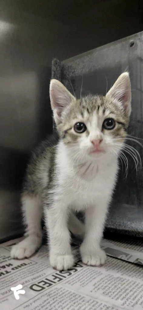 A baby small-sized female Domestic Short Hair cat named Meredith for adoption in Henderson, NC