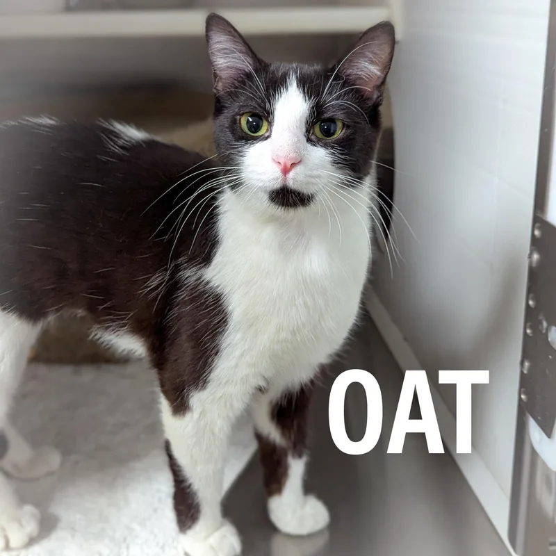 A young medium-sized female Black & White / Tuxedo Domestic Short Hair cat named Oat for adoption in Griffith, IN