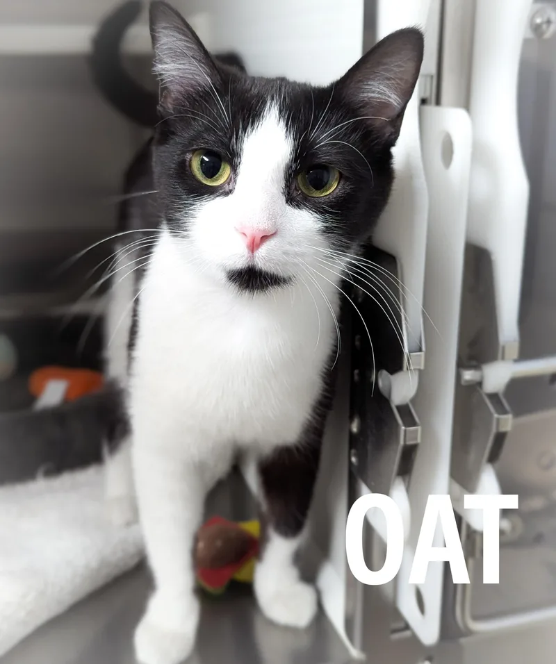 Oat thumbnail 2