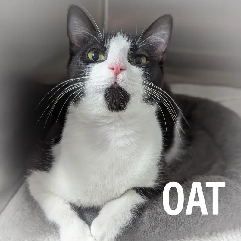 Oat thumbnail 4
