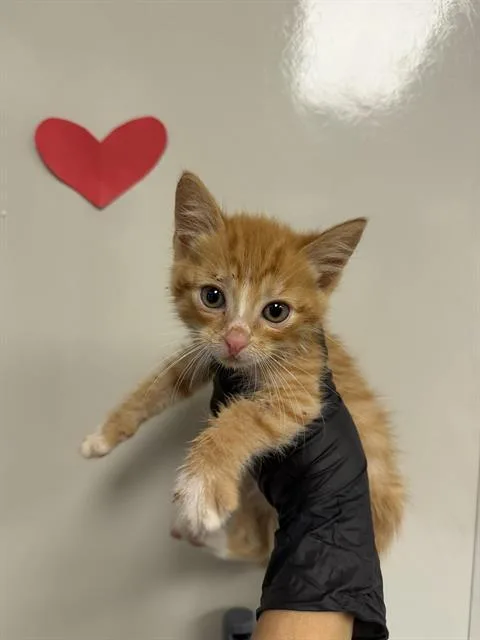 A baby small-sized male Domestic Short Hair cat named Frost for adoption in Ontario, CA