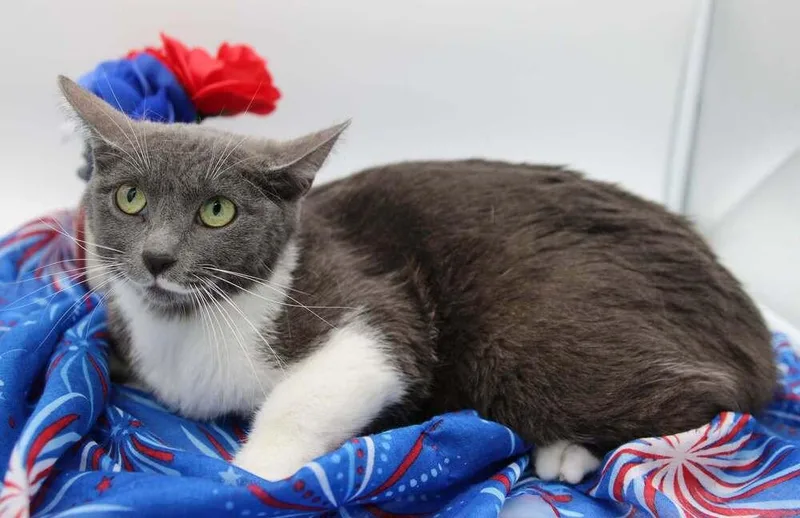 An adult medium-sized female Gray & White Domestic Short Hair cat named Sassafrass III for adoption in Muskegon, MI
