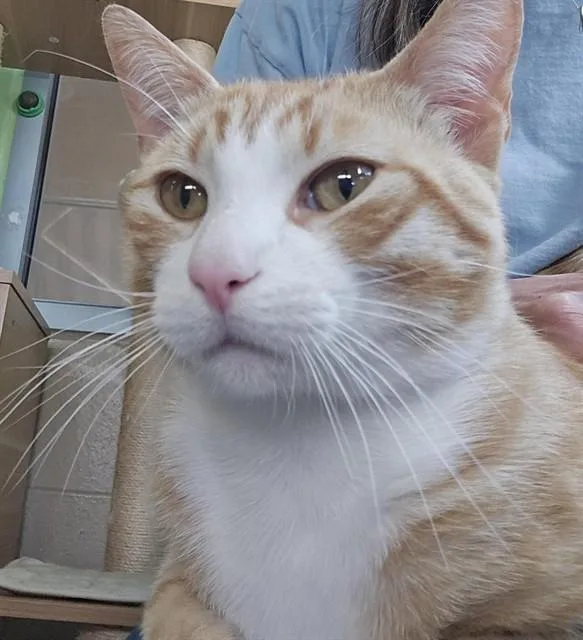 A young medium-sized male Domestic Short Hair cat named Henry for adoption in San Jose, CA