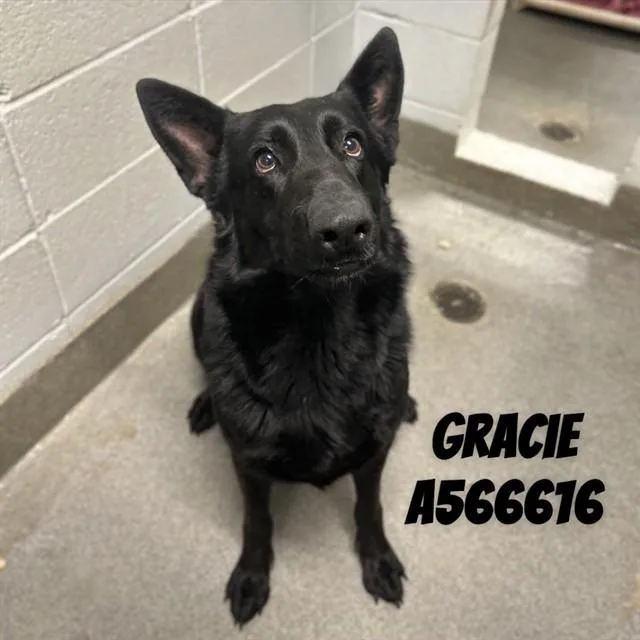 An adult large-sized female German Shepherd Dog dog named Gracie for adoption in Huntsville, AL