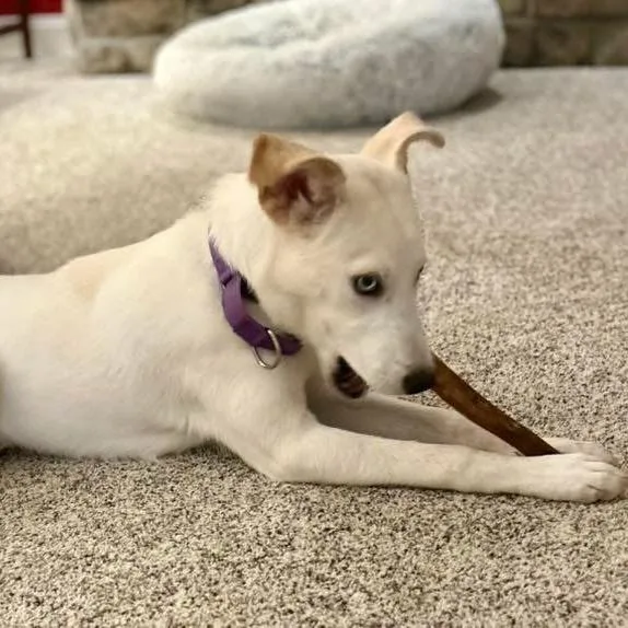 A young medium-sized female White / Cream Mixed Breed dog named Yvette for adoption in Fredericksburg, VA