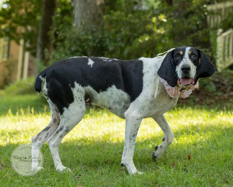 A young large-sized female Tricolor (Brown, Black, & White) Treeing Walker Coonhound dog named Daisy Mae for adoption in Tuscaloosa, AL