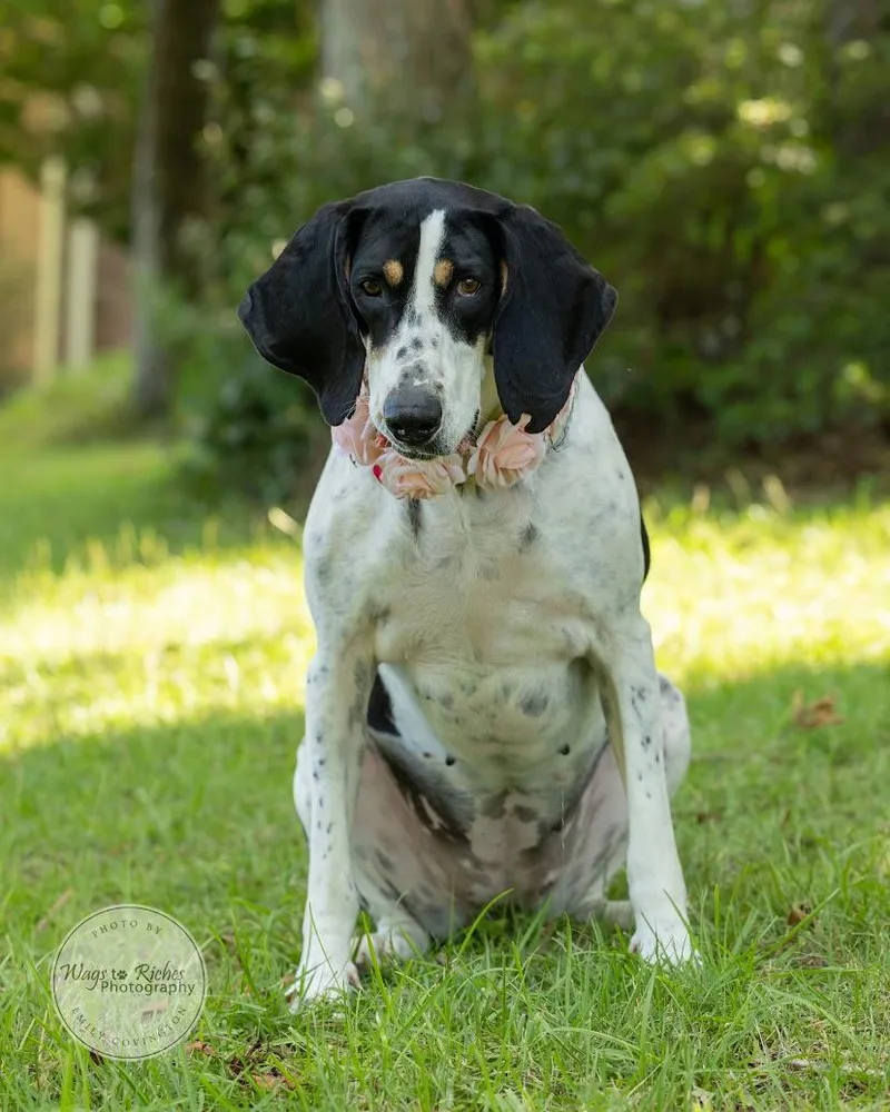 Daisy Mae thumbnail 2