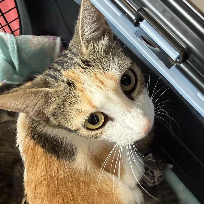 An adult medium-sized female White Domestic Short Hair cat named Meowgan Rapinio for adoption in Austin, TX