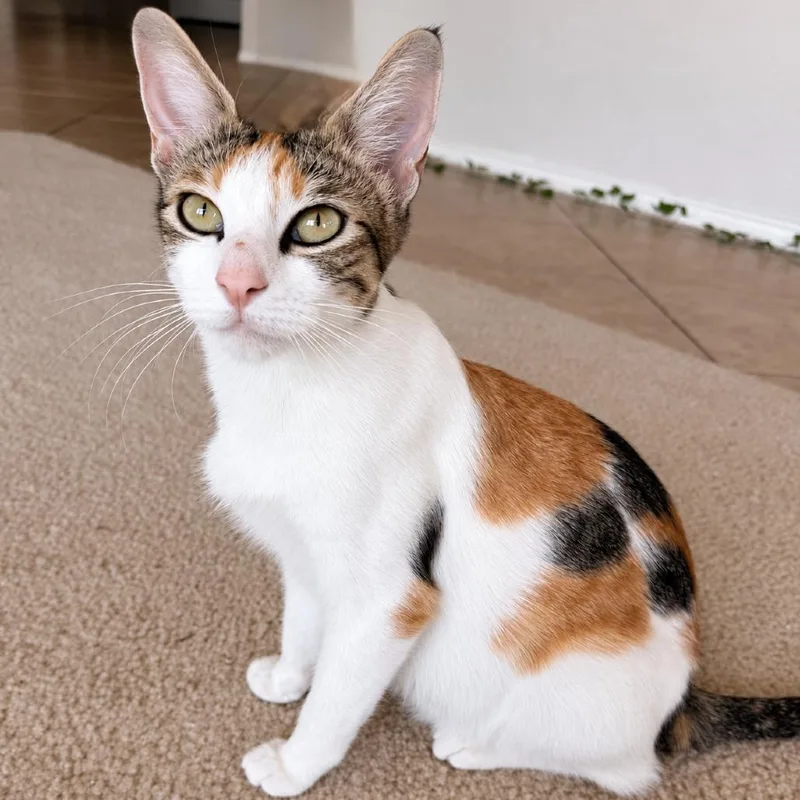 Meowgan Rapinio thumbnail 4