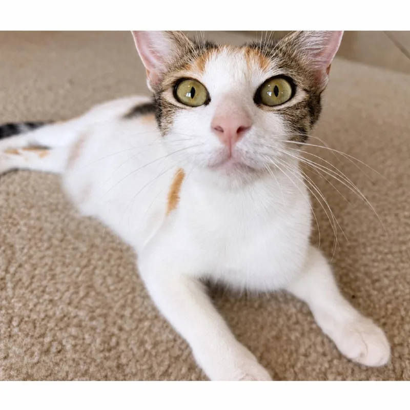 Meowgan Rapinio thumbnail 5