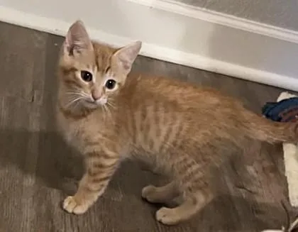 A baby small-sized male Orange / Red Domestic Short Hair cat named Boop for adoption in Kansas City, MO