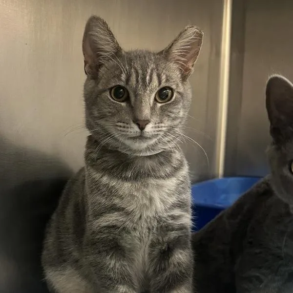 A baby medium-sized male Domestic Short Hair cat named Bucket for adoption in Walnut Creek, CA