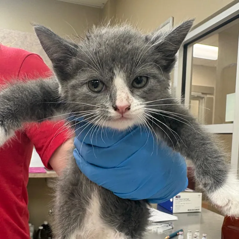 A baby small-sized male Gray / Blue / Silver Domestic Short Hair cat named Heisenpurr for adoption in Birmingham, AL