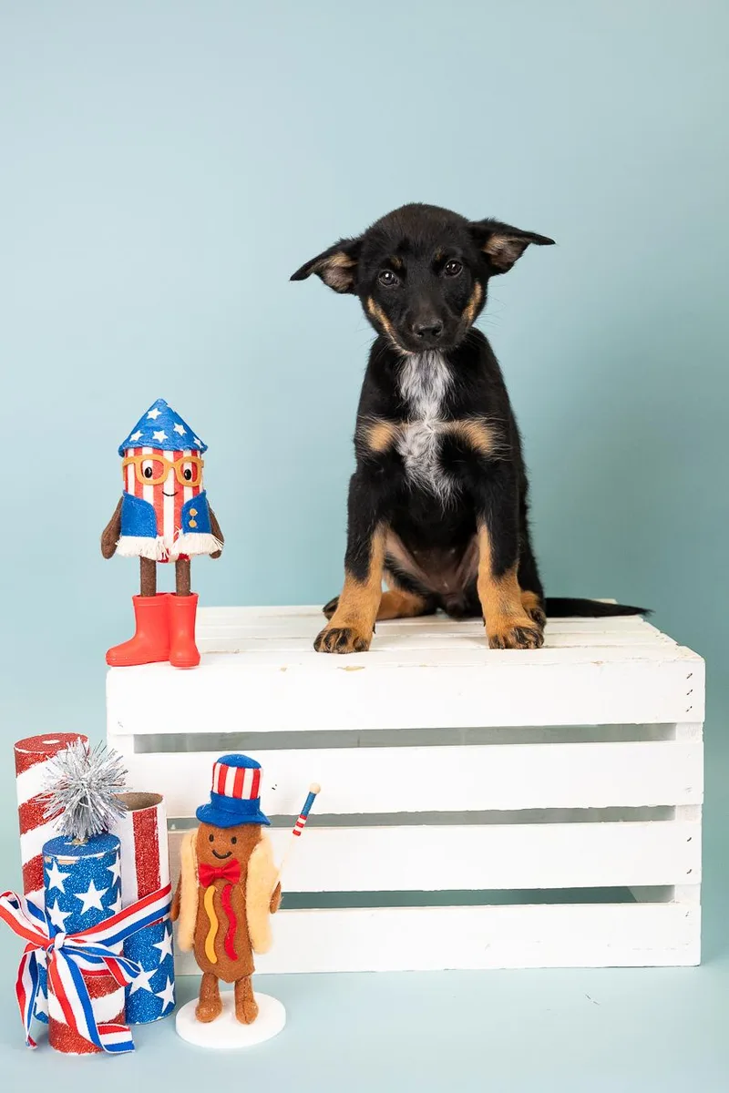 A baby medium-sized female Shepherd dog named 548-26 for adoption in Brighton, CO