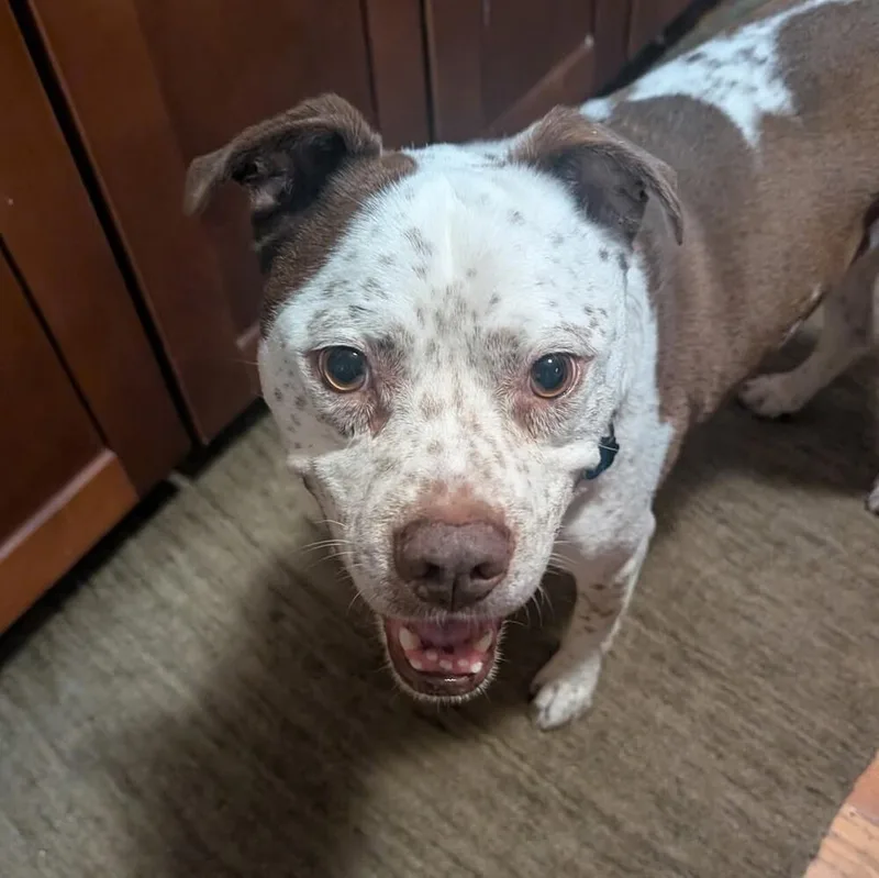 Freckles thumbnail 3