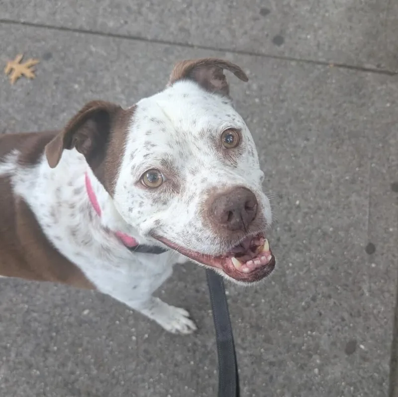 Freckles thumbnail 4