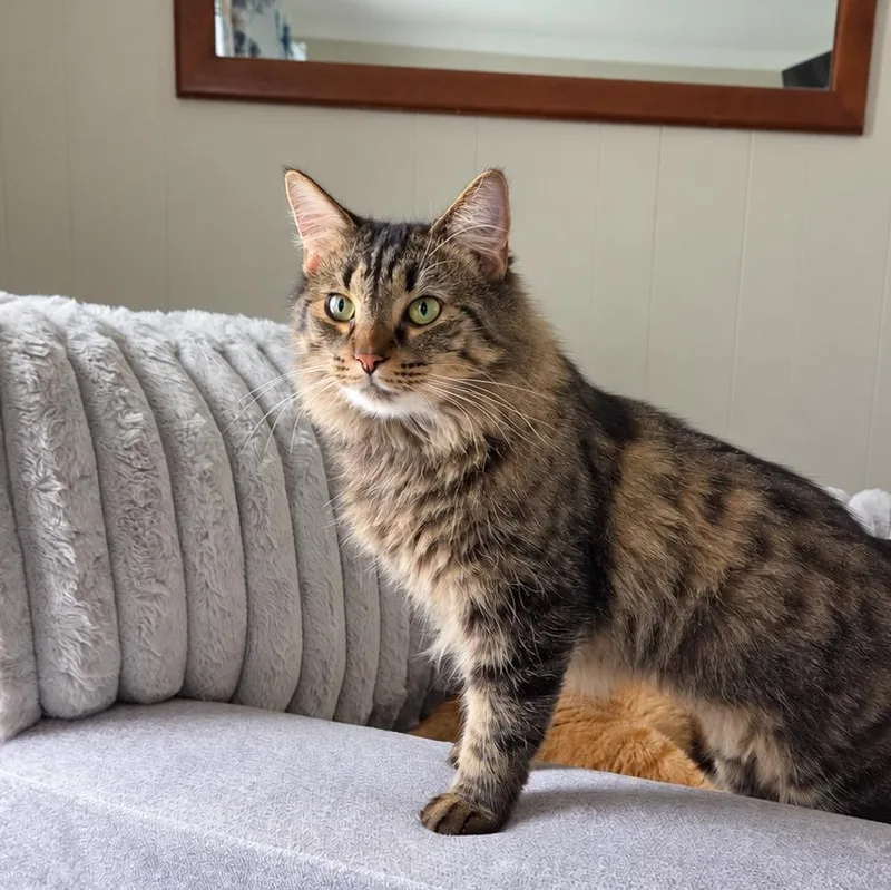 A young medium-sized female Tabby (Brown / Chocolate) Domestic Medium Hair cat named Macchiato for adoption in Charleston, SC