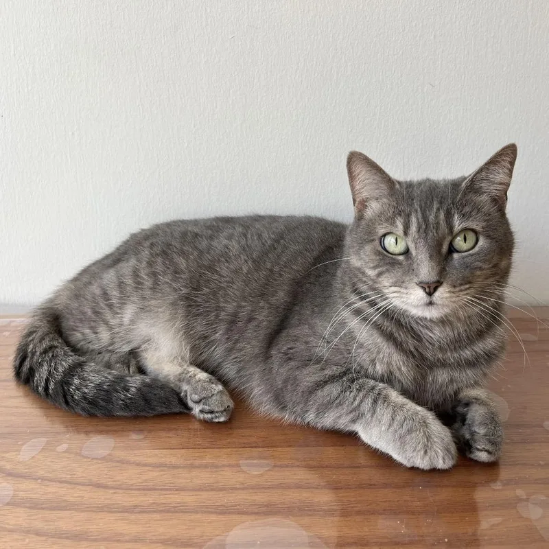 Cutie Mila thumbnail 2