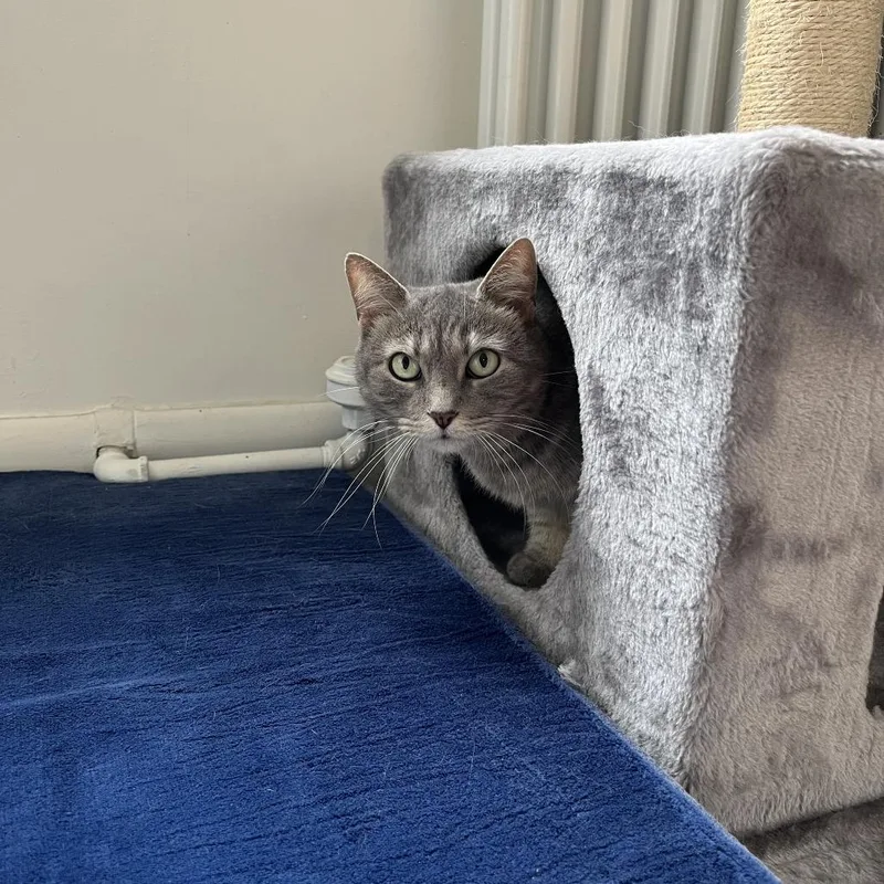 Cutie Mila thumbnail 3