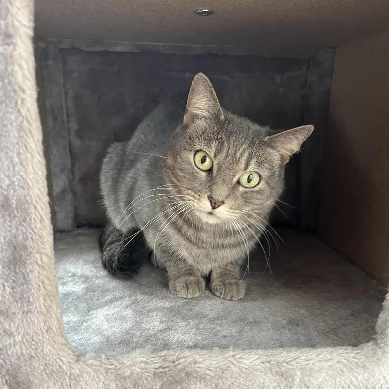 Cutie Mila thumbnail 4