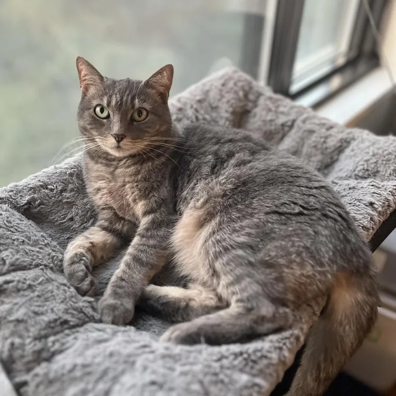 Cutie Mila thumbnail 5