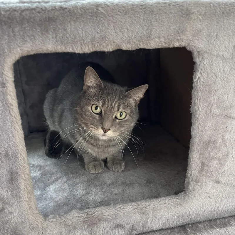 Cutie Mila thumbnail 6