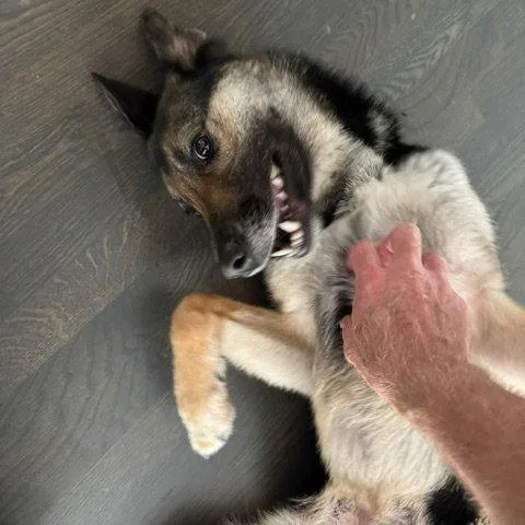 An adult medium-sized female German Shepherd Dog dog named Jasmine for adoption in Centreville, VA
