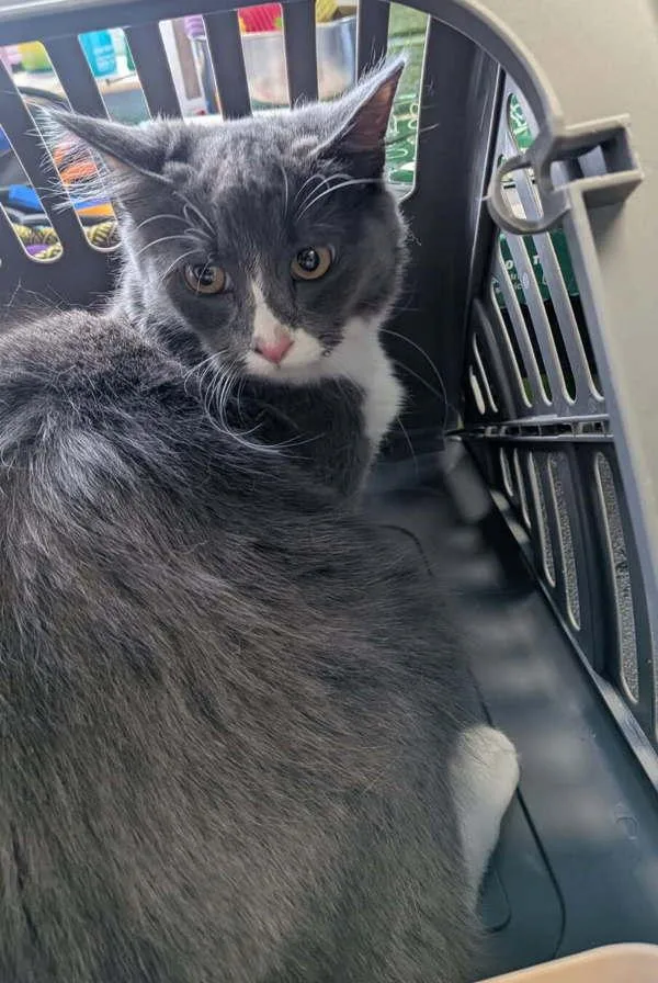 An adult small-sized female Domestic Short Hair cat named Pen  Cher for adoption in Lawrenceville, GA