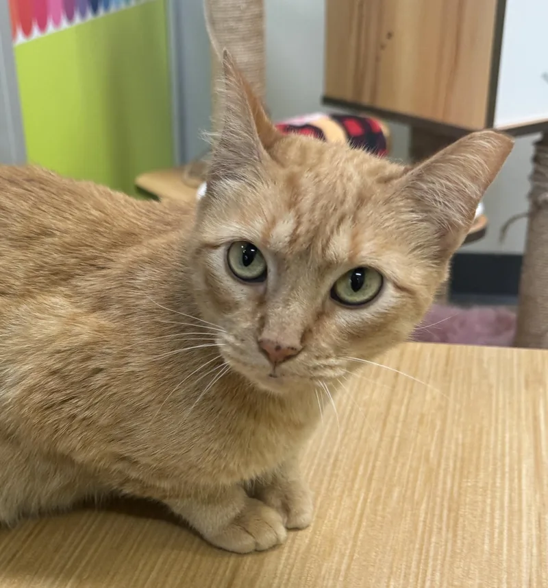 A young medium-sized female Orange / Red Domestic Short Hair cat named Ginger for adoption in Houston, TX