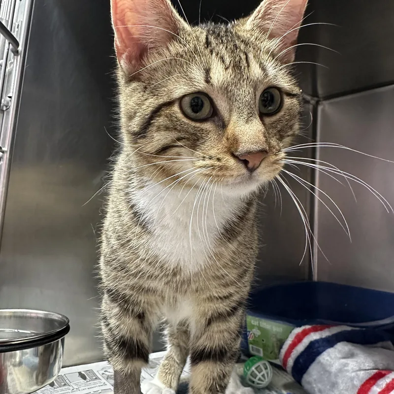 Finnegan thumbnail 2