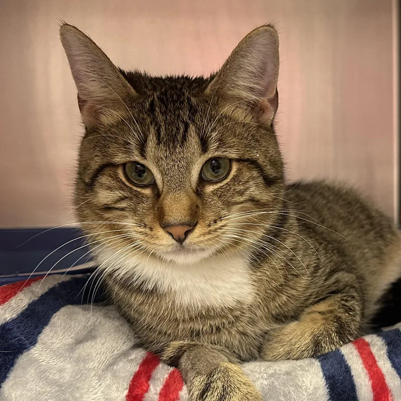 Finnegan thumbnail 3