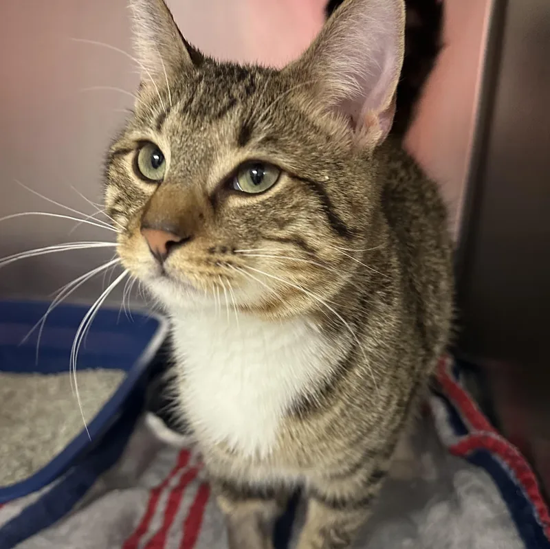 Finnegan thumbnail 4