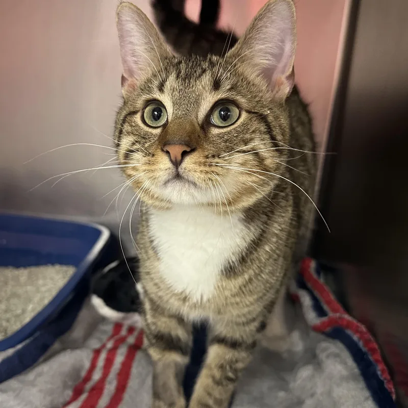 Finnegan thumbnail 5