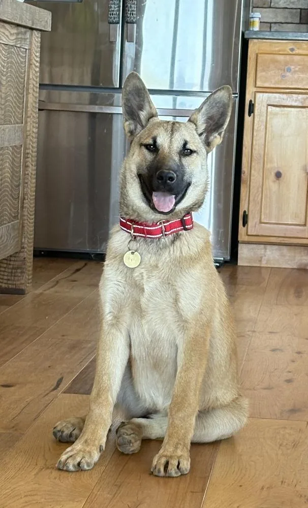 A baby large-sized female Brown / Chocolate German Shepherd Dog dog named Leilani for adoption in Pleasant Hill, CA