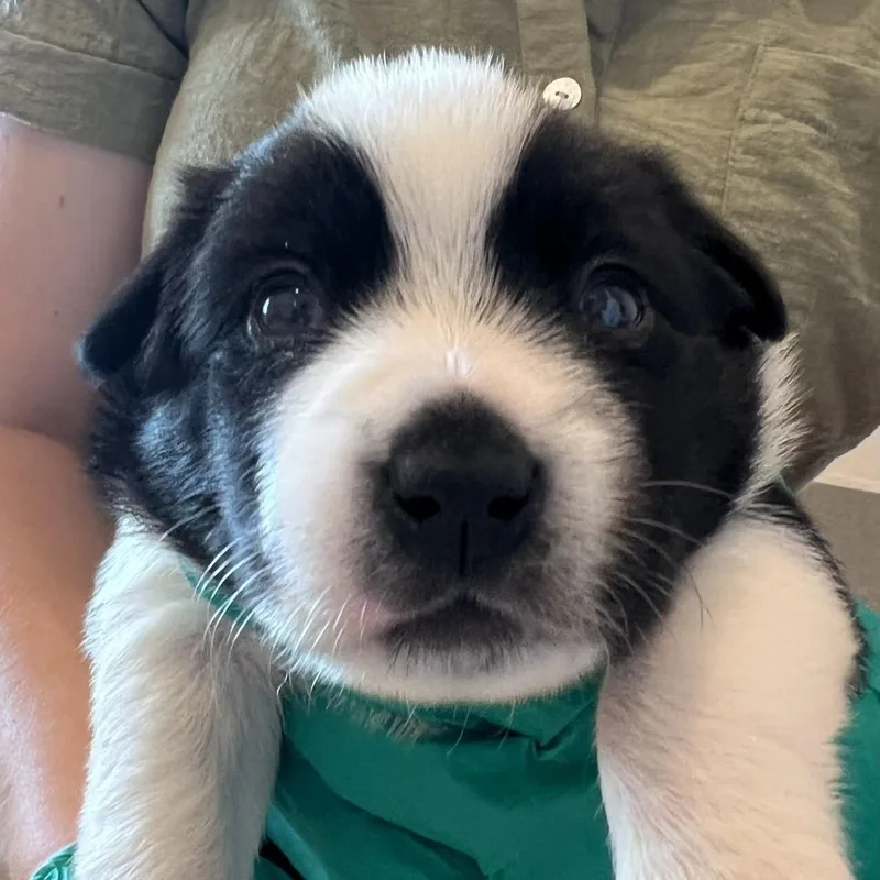 A baby medium-sized male Black Hound dog named #4 (Banana) for adoption in Chicago, IL