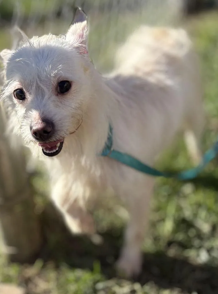 A young small-sized male Mixed Breed dog named M&m for adoption in Jackson, MI