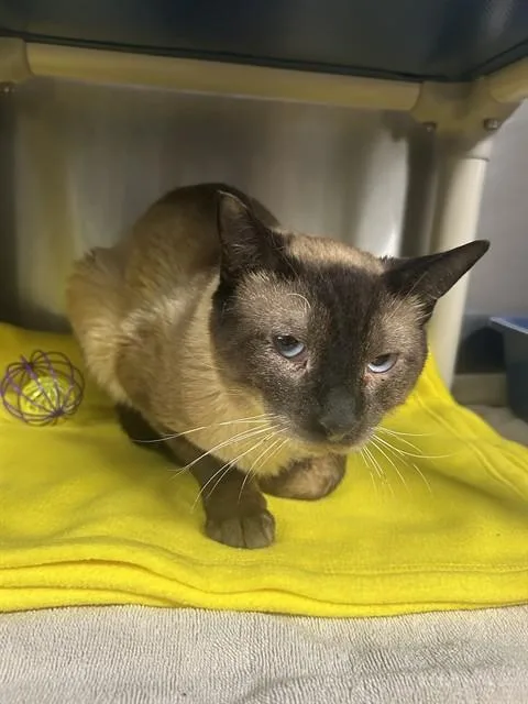 A young medium-sized male Siamese cat named Meow for adoption in Alameda, CA