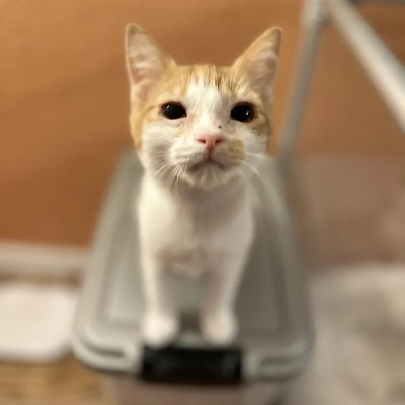 An adult medium-sized female Orange / Red Domestic Short Hair cat named Starla for adoption in Port Richey, FL