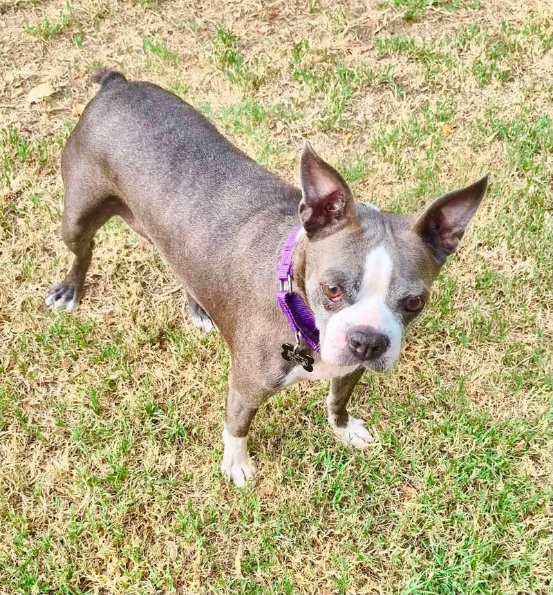An adult medium-sized female Boston Terrier dog named Courtney for adoption in Muskogee, OK