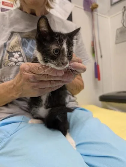 A baby small-sized female Domestic Short Hair cat named Fiona for adoption in West Chester, PA