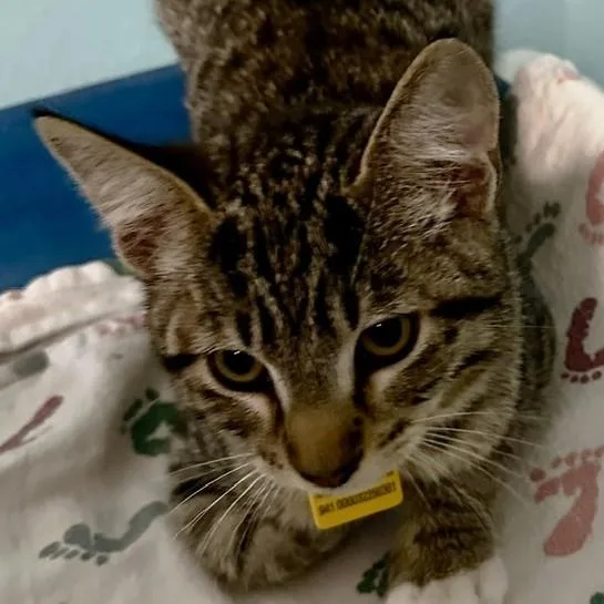 A baby medium-sized male Tabby (Buff / Tan / Fawn) Tabby cat named Rufus  Loving and for adoption in Hoquiam, WA