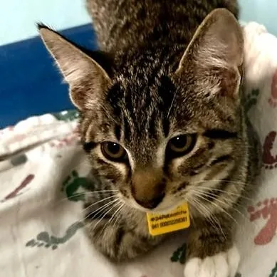 Rufus  Loving and thumbnail 6