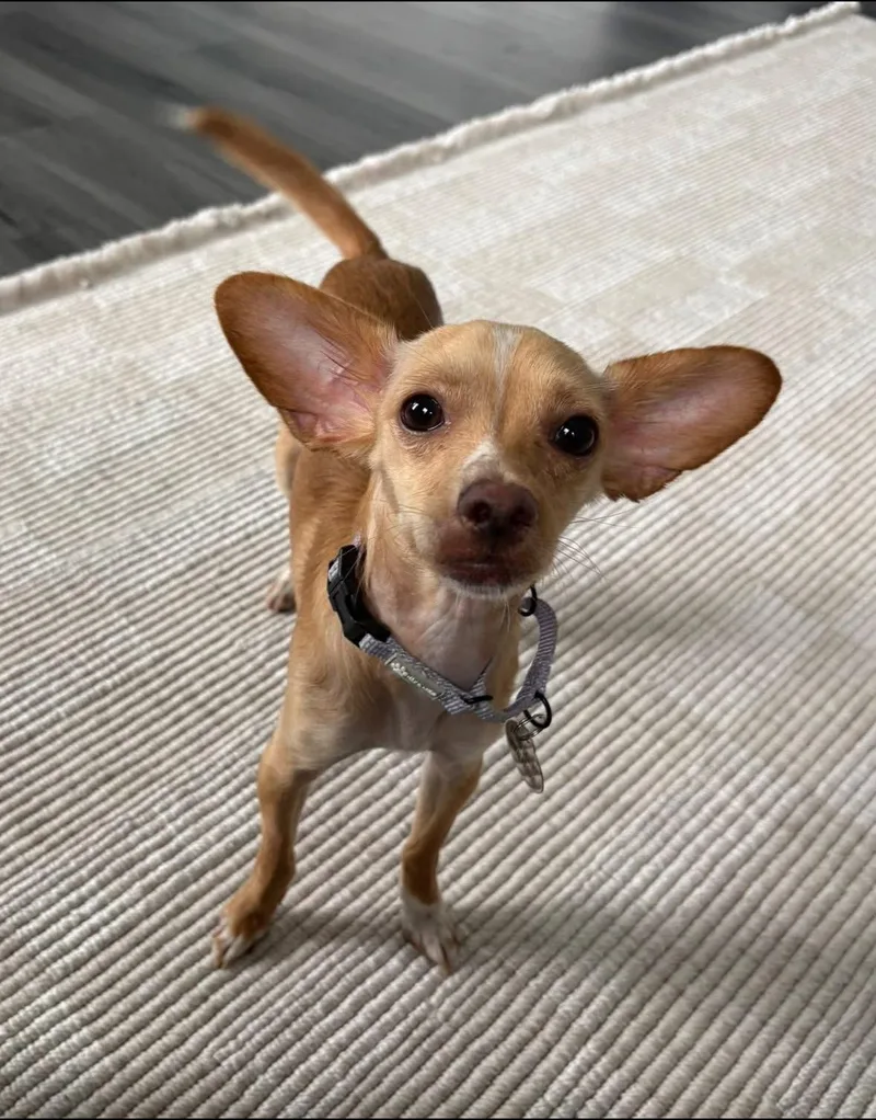 Bambi