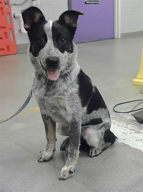 A baby small-sized female Border Collie dog named Cici for adoption in Houston, TX
