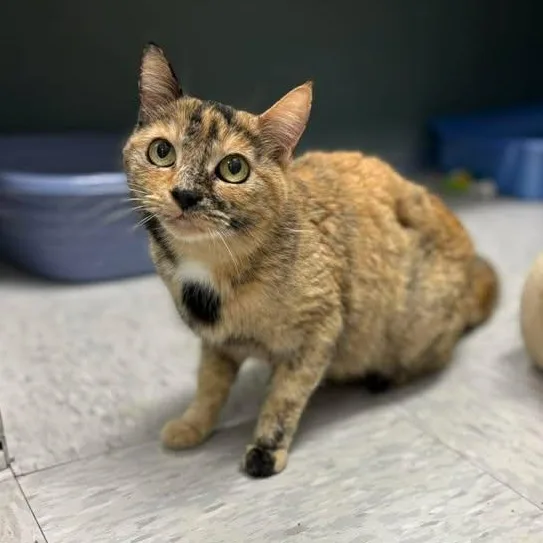 Sweetart thumbnail 2