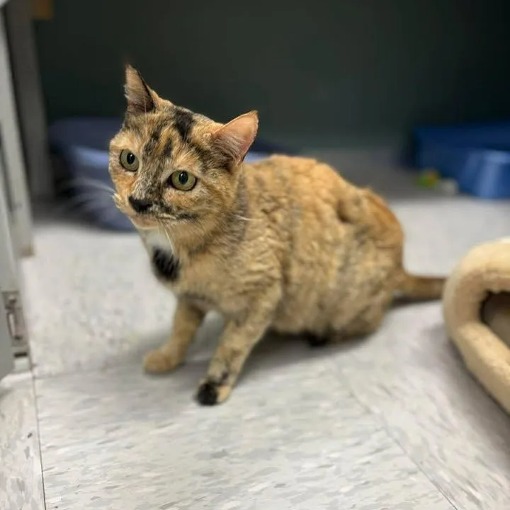 Sweetart thumbnail 3