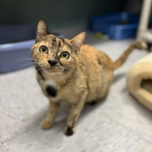 Sweetart thumbnail 4